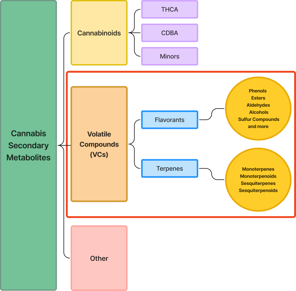 cannabis secondary metabolites