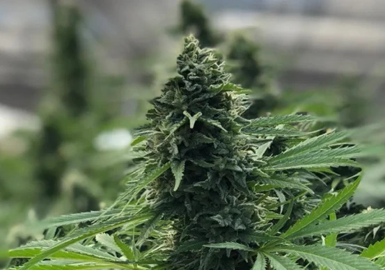 Terpene Sources & Reading COAs